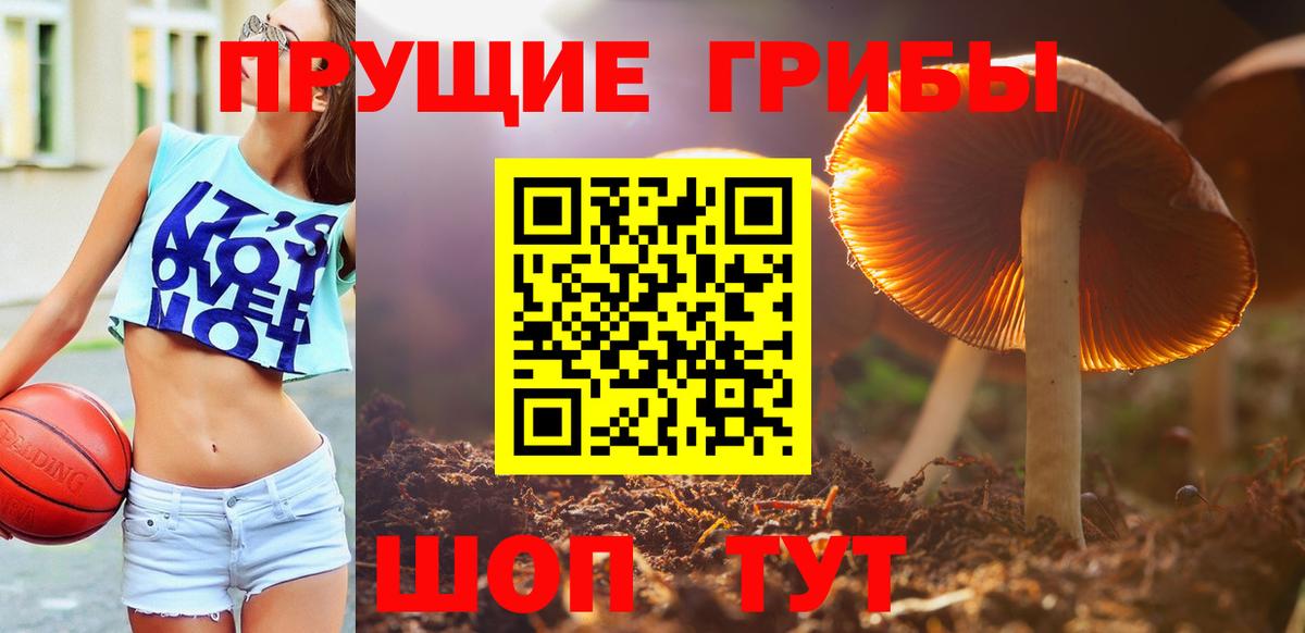 Псилоцибиновые грибы Cubensis Ишим